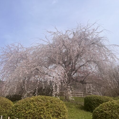 京都お花見旅行開幕