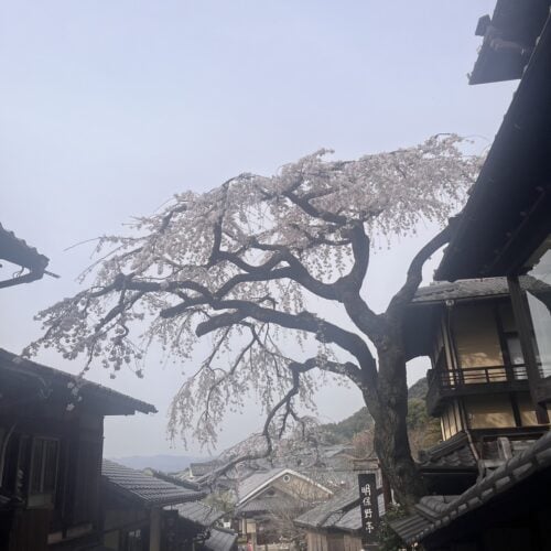 二年坂沿いの桜