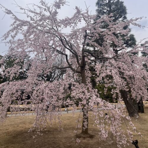 他の場所と比べて濃いピンク色だった二条城の桜