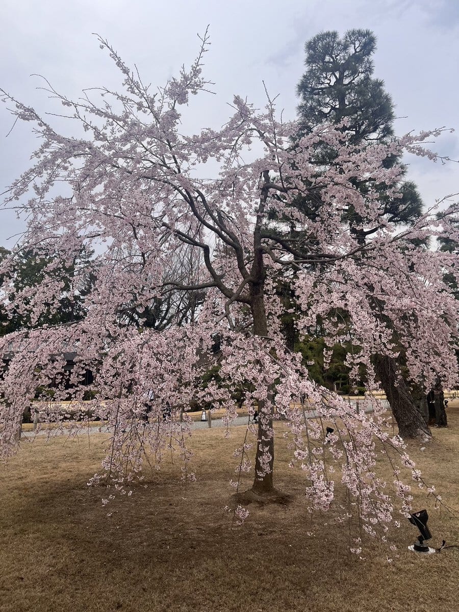 他の場所と比べて濃いピンク色だった二条城の桜