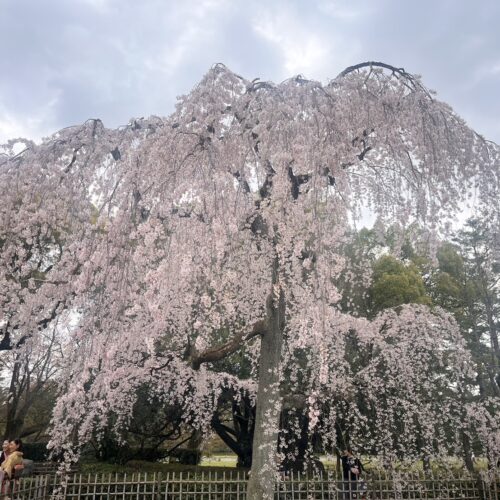 京都御所の桜は見ごろでした