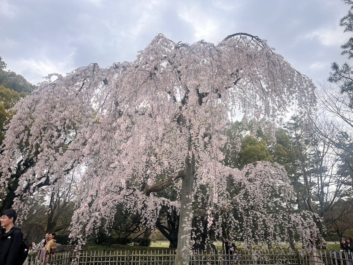 京都御所の桜は見ごろでした