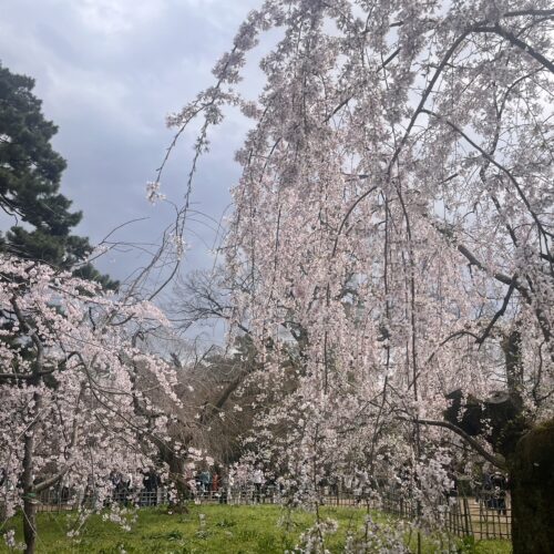 桜満開の広場は人もにぎわっていました！