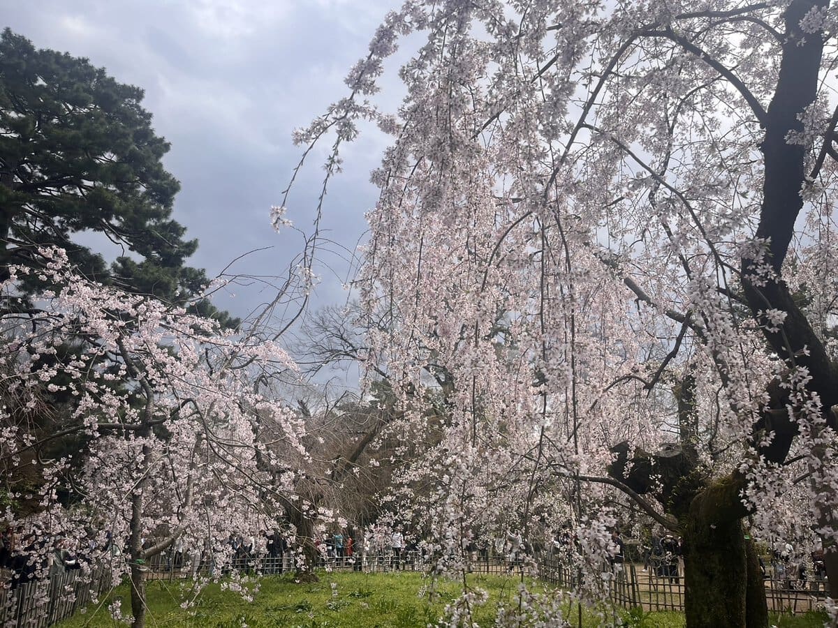 桜満開の広場は人もにぎわっていました！