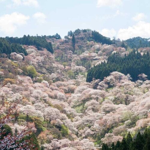 引用：吉野山観光協会