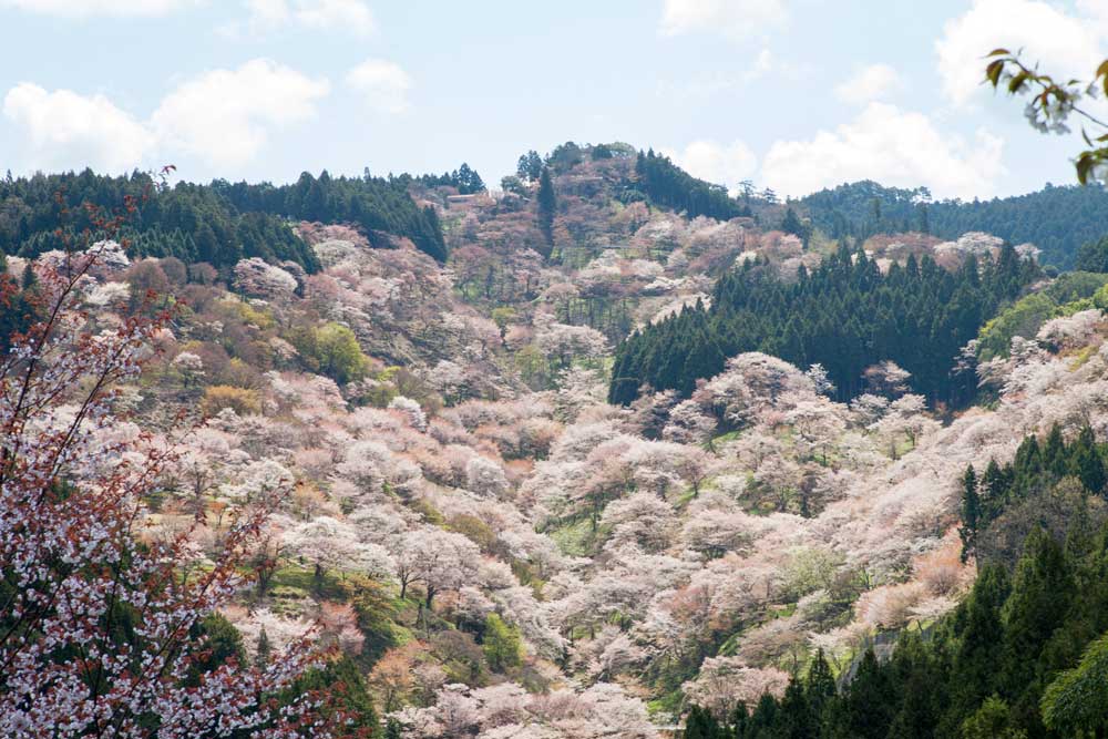 引用：吉野山観光協会