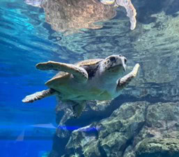 「水族館マニアが教える夏デートにおすすめ水族館3選」特徴と楽しむポイントを徹底解説！