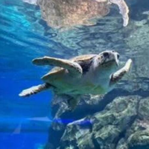 「水族館マニアが教える夏デートにおすすめ水族館3選」特徴と楽しむポイントを徹底解説！