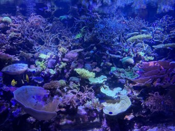 「水族館マニアが教える夏デートにおすすめ水族館3選」特徴と楽しむポイントを徹底解説！