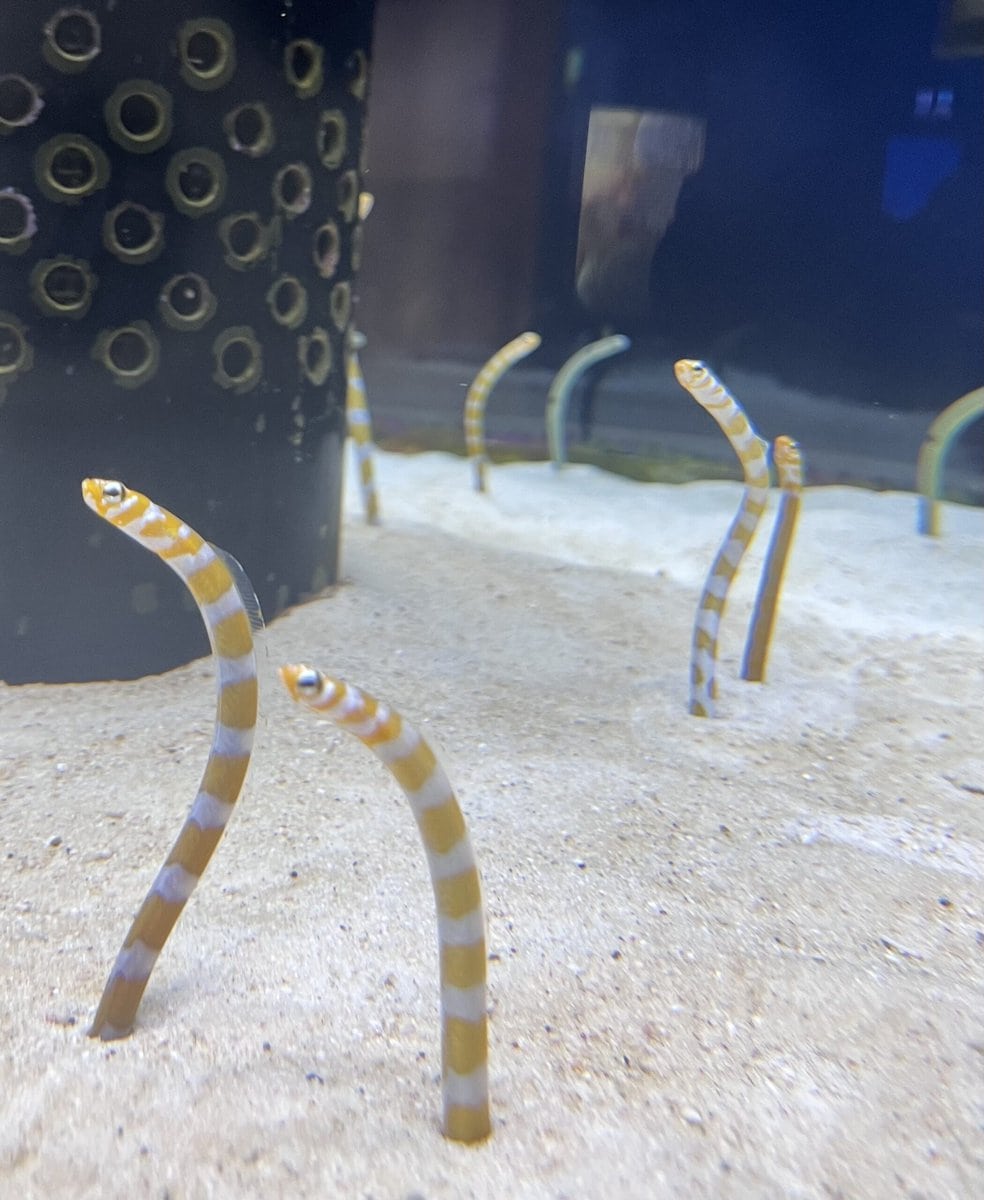 美ら海水族館