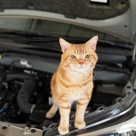 「車のエンジンルームに猫が入り込んでしまった…」こんな要請がJAFには1カ月で〇〇〇件あった…!?