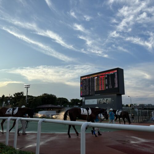 レース直前の競走馬たちを間近で見ることができる