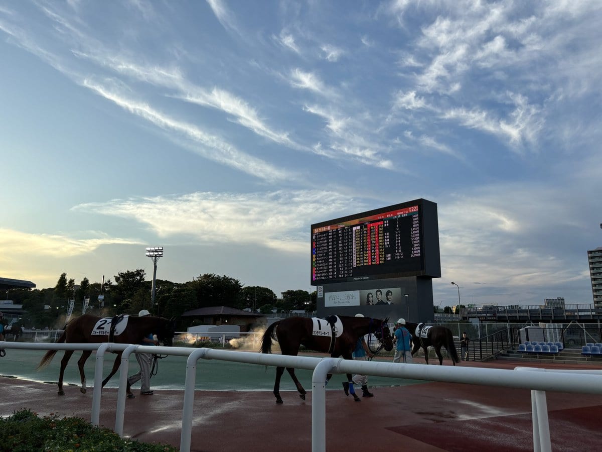 レース直前の競走馬たちを間近で見ることができる