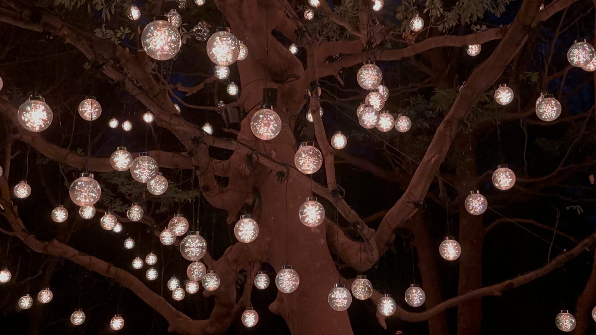 チームラボ 幽谷隠田跡　タブノキに宿る呼応する宇宙 / Resonating Universe in the Tabunoki Tree　