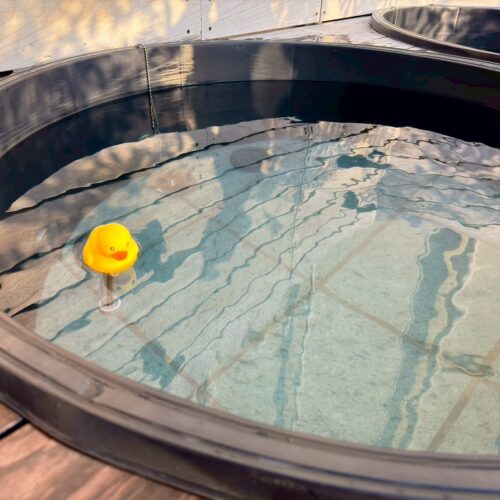 水風呂も抜群！アヒルが浮いてるのもかわいい「サウナみきじ」