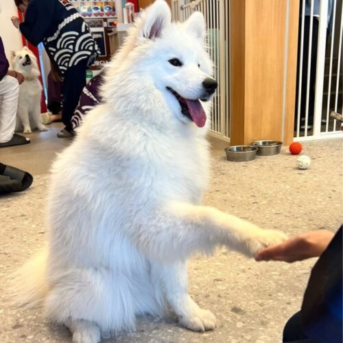 「犬とカワウソがほんっとに大好きなモデル」動物と過ごす時間と優雅なアフターヌーンティーが癒しのひととき