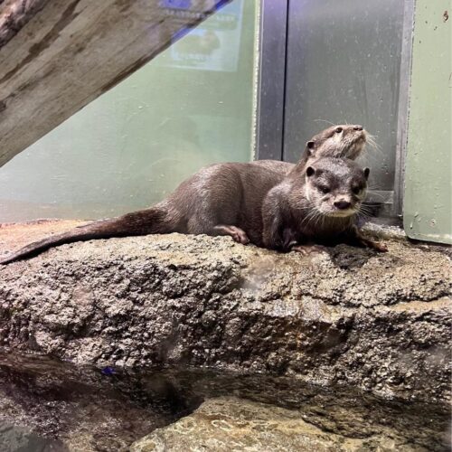 STANFORD（スタンフォード）所属のモデル・リアナの好きなもの②カワウソとわんちゃん