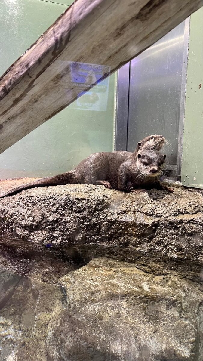 STANFORD（スタンフォード）所属のモデル・リアナの好きなもの②カワウソとわんちゃん