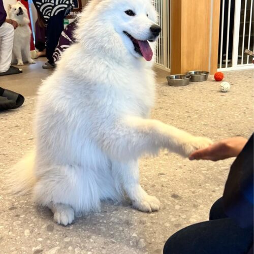 STANFORD（スタンフォード）所属のモデル・リアナの好きなもの②カワウソとわんちゃん