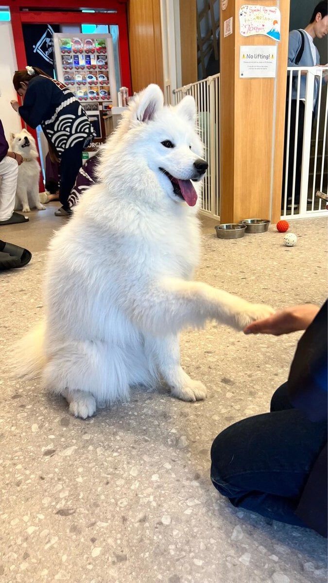STANFORD（スタンフォード）所属のモデル・リアナの好きなもの②カワウソとわんちゃん
