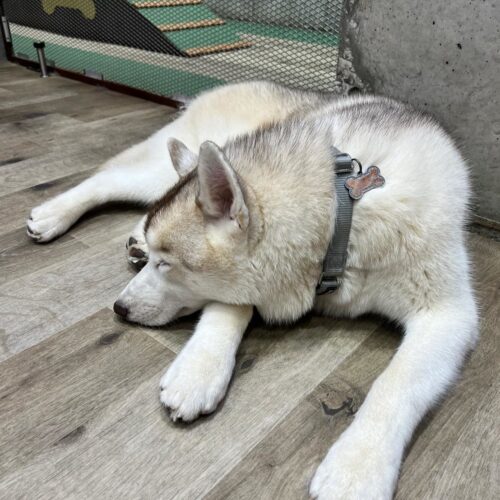 STANFORD（スタンフォード）所属のモデル・リアナの好きなもの②カワウソとわんちゃん
