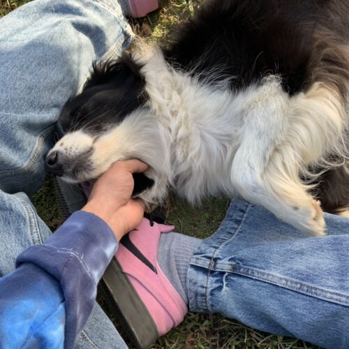 シャーンの好きなもの③愛犬のキキちゃん