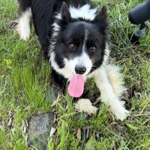 シャーンの好きなもの③愛犬のキキちゃん