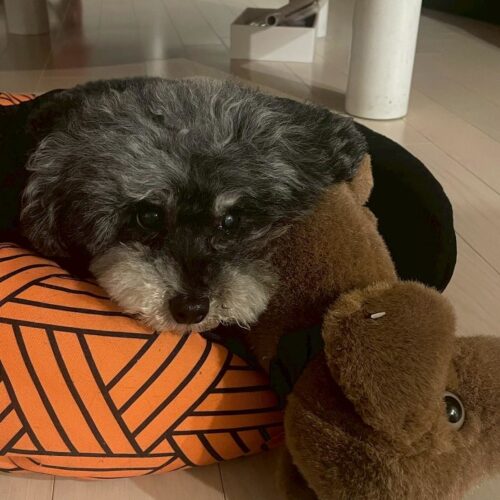 スタンフォード所属のモデル・一葉の好きなもの③愛犬と愛猫たち