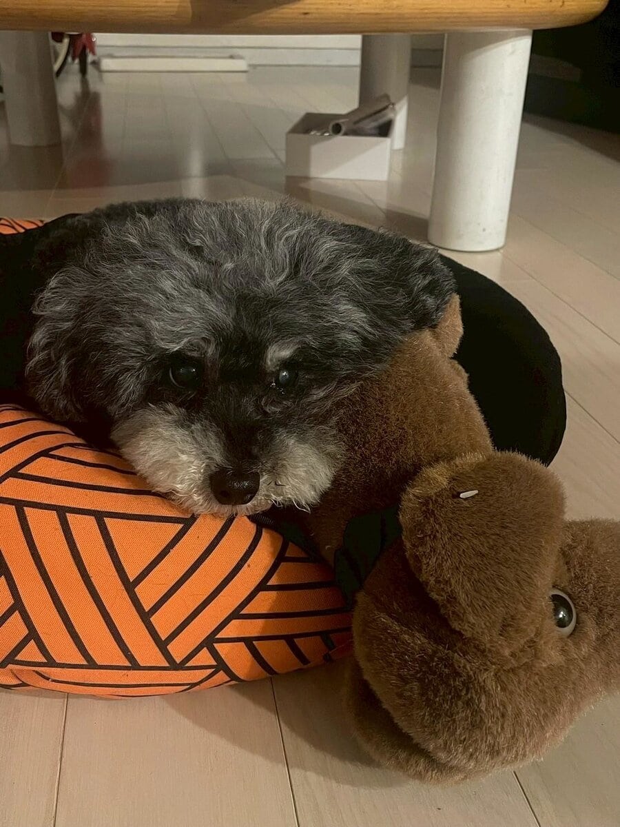スタンフォード所属のモデル・一葉の好きなもの③愛犬と愛猫たち