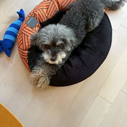 スタンフォード所属のモデル・一葉の好きなもの③愛犬と愛猫たち