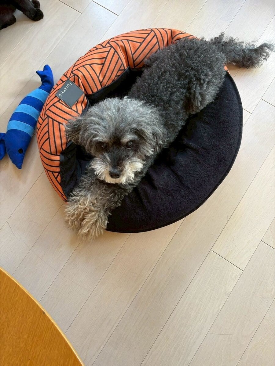 スタンフォード所属のモデル・一葉の好きなもの③愛犬と愛猫たち