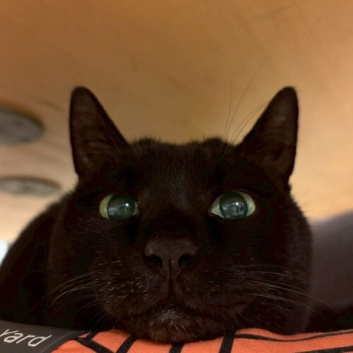 スタンフォード所属のモデル・一葉の好きなもの③愛犬と愛猫たち