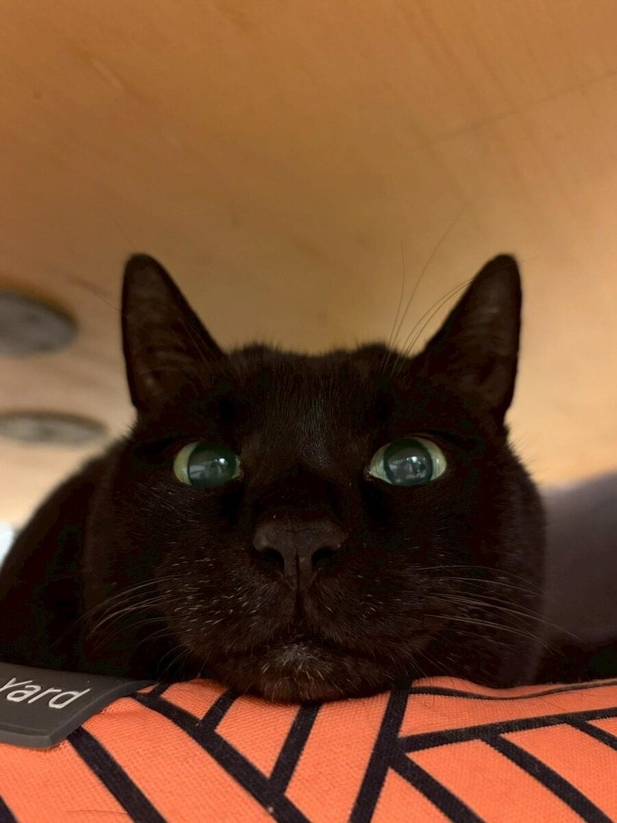 スタンフォード所属のモデル・一葉の好きなもの③愛犬と愛猫たち