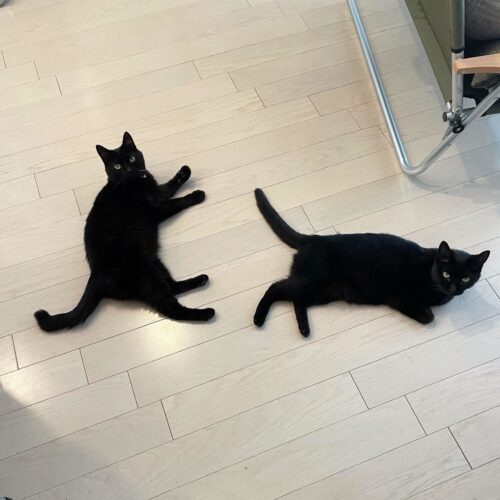 スタンフォード所属のモデル・一葉の好きなもの③愛犬と愛猫たち
