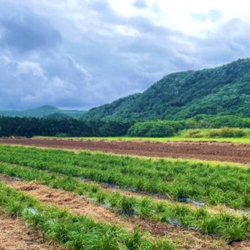 与那国島で農薬を使わずに栽培されたクワンソウの畑の画像です。青空の下、緑豊かな山を背景に、畝に沿ってクワンソウの緑の葉畑が広がっています。