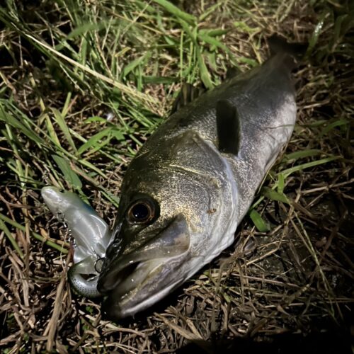 清水麗詩の好きなもの②釣り