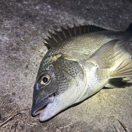 清水麗詩の好きなもの②釣り