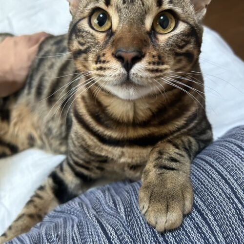 清水麗詩の好きなもの③動物