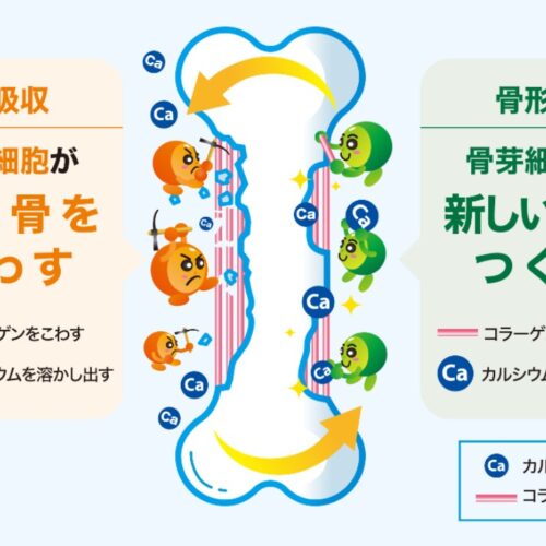 骨は3年に1回生まれ変わる⁉「骨代謝」とは