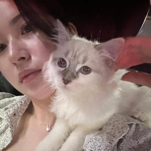 アイリンの好きなもの③猫