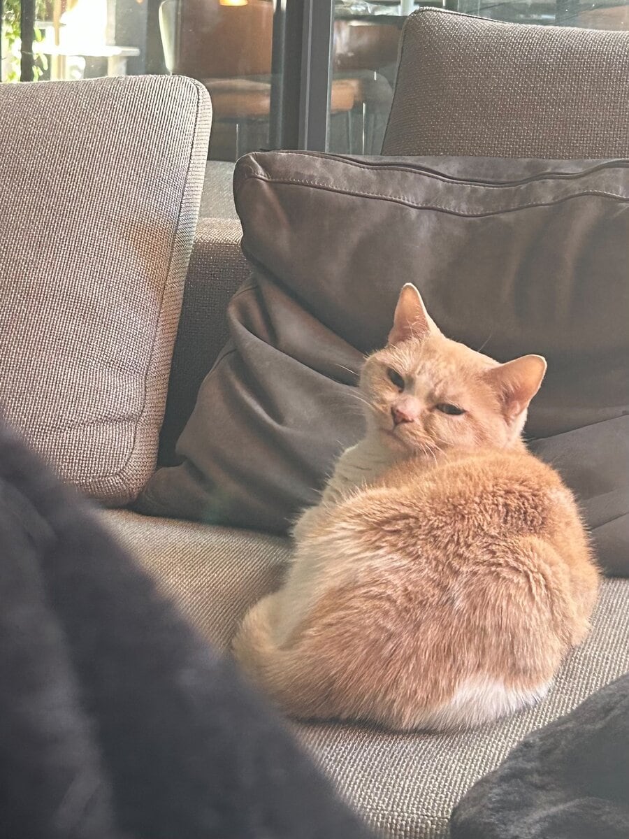 アイリンの好きなもの③猫
