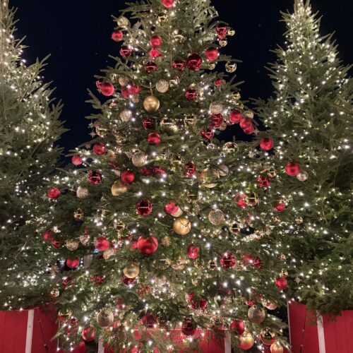 Christmas Market in 横浜赤レンガ倉庫　クリスマスツリー