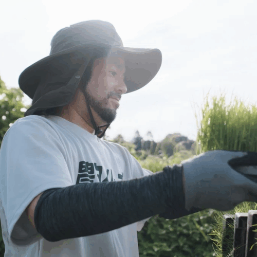 ご飯のお供専門家長船クニヒコさんのお米づくり、苗を育てる