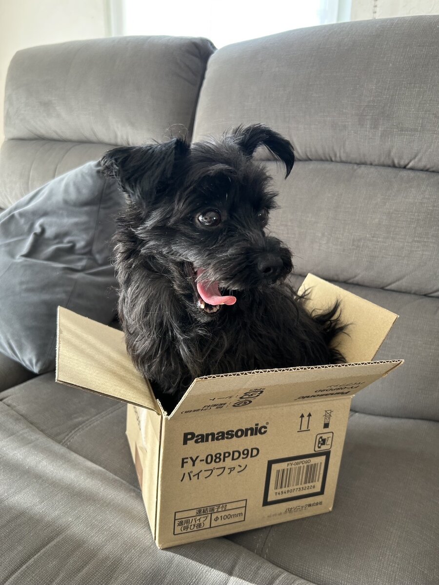 STANFORD所属のモデル・木村航志の好きなもの①飼い犬のクロ