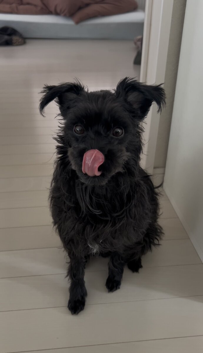 STANFORD所属のモデル・木村航志の好きなもの①飼い犬のクロ