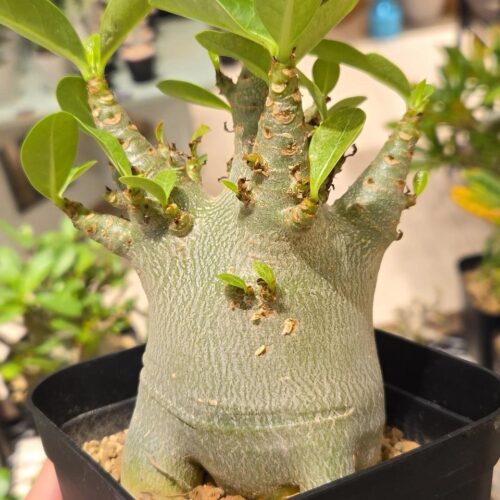 STANFORD所属のモデル・三田久遠の好きなもの①インテリア