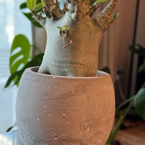 STANFORD所属のモデル・三田久遠の好きなもの①インテリア