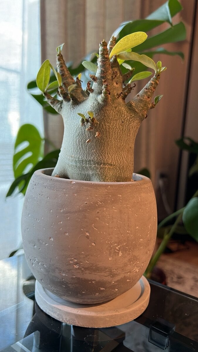 STANFORD所属のモデル・三田久遠の好きなもの①インテリア