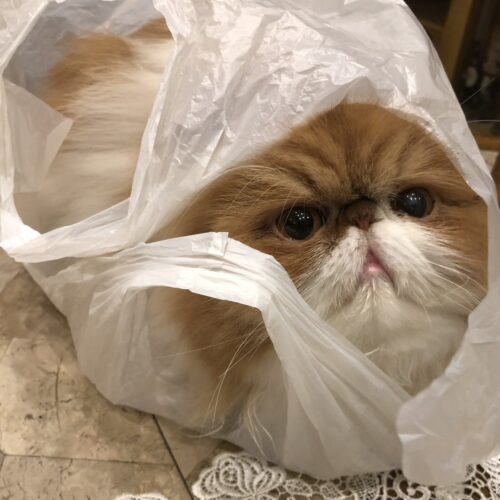 STANFORD所属のモデル・三田久遠の好きなもの④家猫