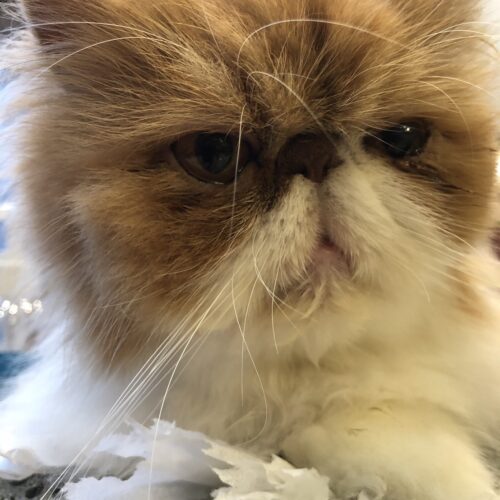 STANFORD所属のモデル・三田久遠の好きなもの④家猫